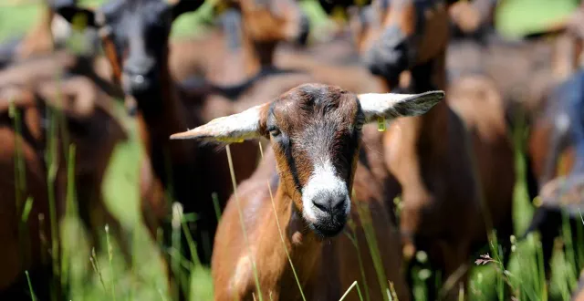 photo  un concours des chèvres de races saanen et alpine est proposé par caprin avenir passion.  &copy;  archives co – marie delage 