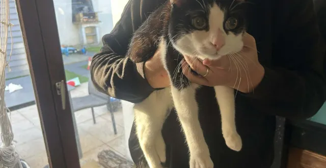 photo  vendredi 20 mars 2026. depuis les faits, yoko, âgé de dix mois, garde des traumatismes. toujours proche de ses humains, il garde ses distances avec les personnes étrangères au foyer.  &copy;  le maine libre 