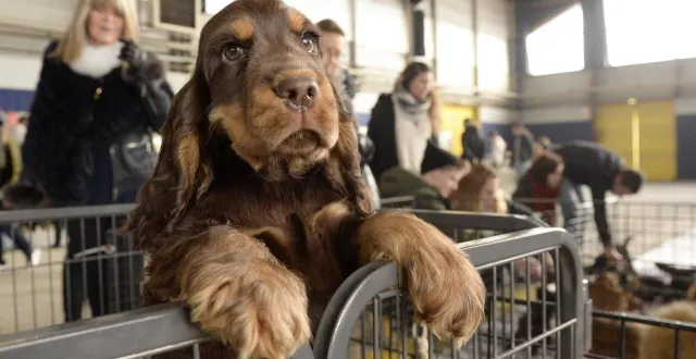 photo  un dispositif doit normalement empêcher les passants de caresser les chiens, seuls les éleveurs peuvent les manipuler.  &copy;  archives ouest-france 
