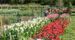 photo  La cueillette des tulipes est possible le samedi 28 et dimanche 29 mars à la ferme florale d’Émilie Devalance. 
