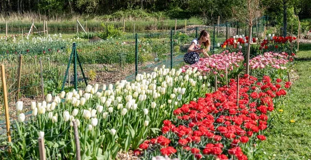 photo  la cueillette des tulipes est possible le samedi 28 et dimanche 29 mars à la ferme florale d’émilie devalance.  &copy;  archives le maine libre - xavier sarrat 