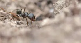 photo  la fourmi tapinoma magnumune esp�ce invasiveest d�tect�e depuis quelques ann�es en maine-et-loirenotamment dans les mauges et le choletaiso� elle s’attaque � la nature�(jardinarbresvergers…) et autres insectes. 