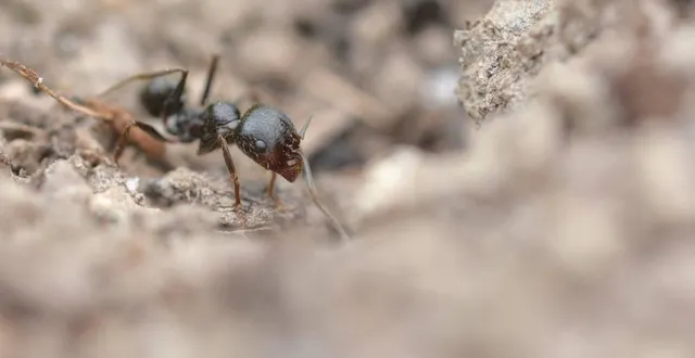 photo  la fourmi tapinoma magnum, une espèce invasive, est détectée depuis quelques années en maine-et-loire, notamment dans les mauges et le choletais, où elle s’attaque à la nature (jardin, arbres, vergers, …) et autres insectes.  &copy;  ouest-france 