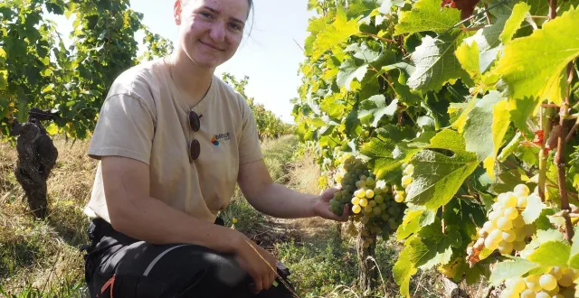 photo  pour le thouarsais, jeanne schmale remporte une médaille d’or dans la catégorie crémant de loire brut.  &copy;  co archives antoine richard 