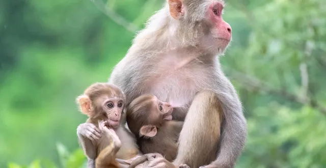 photo  dans certains états de l’inde, les singes en liberté sont devenus un fléau pour les agriculteurs.  &copy;  photo d’illustration : pixabay 