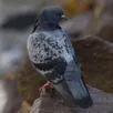photo  une habitante de salt a eu le malheur de nourrir et abreuver des pigeons. 