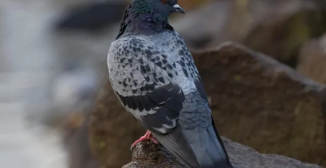 photo  une habitante de salt a eu le malheur de nourrir et abreuver des pigeons.  &copy;   photo d’illustration : pixabay 