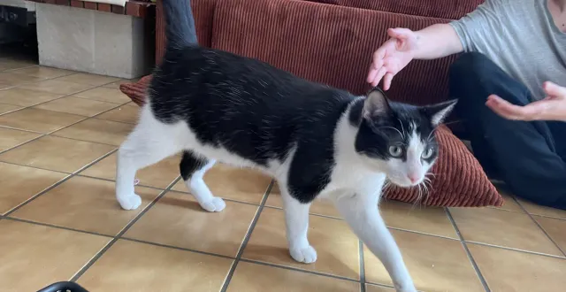 photo  un jeune chat de 10 mois avait été découvert enterré vivant dans le jardin du voisin de ses propriétaires dans la sarthe, à dollon. le voisin doit comparaître devant le tribunal le 7 février 2027.  &copy;  ouest-france 