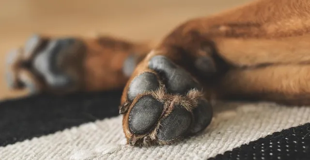 photo  l’homme avait abattu son propre chien avant de le jeter à la déchetterie.  &copy;  lum3n / pixabay 