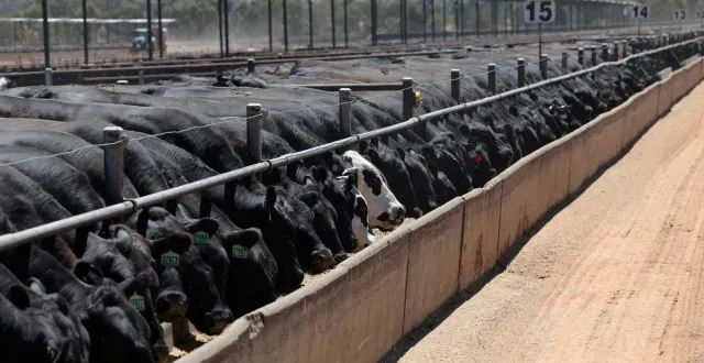 photo  la question des importations de viande bovine australienne est l’un des principaux points sensibles des négociations relatives à l’accord commercial entre l’union européenne et l’australie.  &copy;  reuters 