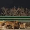 photo  la vidéo de sept chiens parcourant ensemble les routes de chine pour rentrer chez eux est devenue virale. 