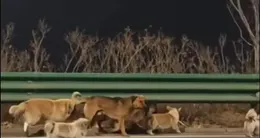 Info insolite  la vidéo de sept chiens parcourant ensemble les routes de chine pour rentrer chez eux est devenue virale. 