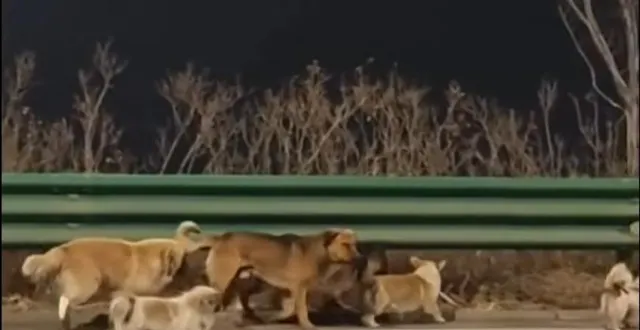 photo  la vidéo de sept chiens parcourant ensemble les routes de chine pour rentrer chez eux est devenue virale.  &copy;  capture d’écran youtube cbs chicago 