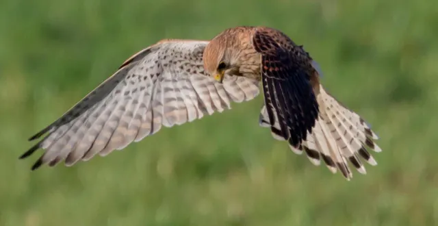 photo  un faucon crécerelle a été découvert chez un couple vivant dans l’orne. (illustration) pixabay  &copy;  trinquier christel 