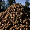 photo  la crise de la pomme de terre touche aussi l’allemagne, où 4 000 tonnes de patates sont distribuées gratuitement pour éviter leur destruction, alors que les producteurs ne parviennent plus à écouler leurs stocks, faute de demande suffisante. 