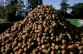 photo  la crise de la pomme de terre touche aussi l’allemagne, où 4 000 tonnes de patates sont distribuées gratuitement pour éviter leur destruction, alors que les producteurs ne parviennent plus à écouler leurs stocks, faute de demande suffisante. 