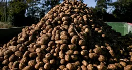 Info insolite  la crise de la pomme de terre touche aussi l’allemagne, où 4 000 tonnes de patates sont distribuées gratuitement pour éviter leur destruction, alors que les producteurs ne parviennent plus à écouler leurs stocks, faute de demande suffisante. 