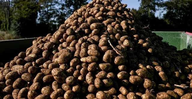 photo  la crise de la pomme de terre touche aussi l’allemagne, où 4 000 tonnes de patates sont distribuées gratuitement pour éviter leur destruction, alors que les producteurs ne parviennent plus à écouler leurs stocks, faute de demande suffisante.  &copy;  photo d’illustration : martin roche / ouest-france 