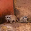 photo  le bioparc à doué-en-anjou (maine-et-loire) a accueilli en ce mois de mars 2026 ses premiers bébés suricates. 