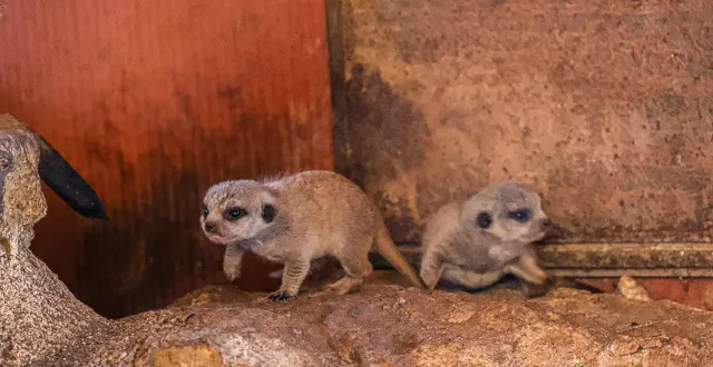photo  le bioparc à doué-en-anjou (maine-et-loire) a accueilli en ce mois de mars 2026 ses premiers bébés suricates.  &copy;  cécile garans 