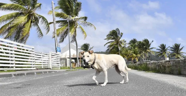 photo  un chien à marie-galante, à une heure quinze de pointe-à-pitre.  &copy;  thomas brégardis/archives ouest france 