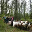 photo  quand mouton village fait revivre la transhumance… 
