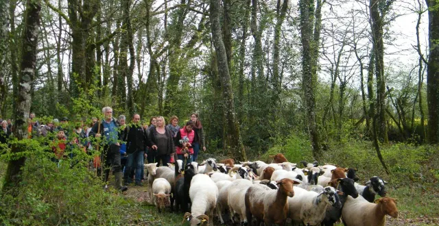 photo  quand mouton village fait revivre la transhumance…  &copy;  archives co 