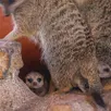 photo  les premiers bébés suricates sont nés au bioparc. 