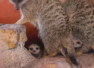 photo  les premiers bébés suricates sont nés au bioparc. 