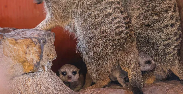 photo  les premiers bébés suricates sont nés au bioparc.  &copy;  cécile garans / bioparc 