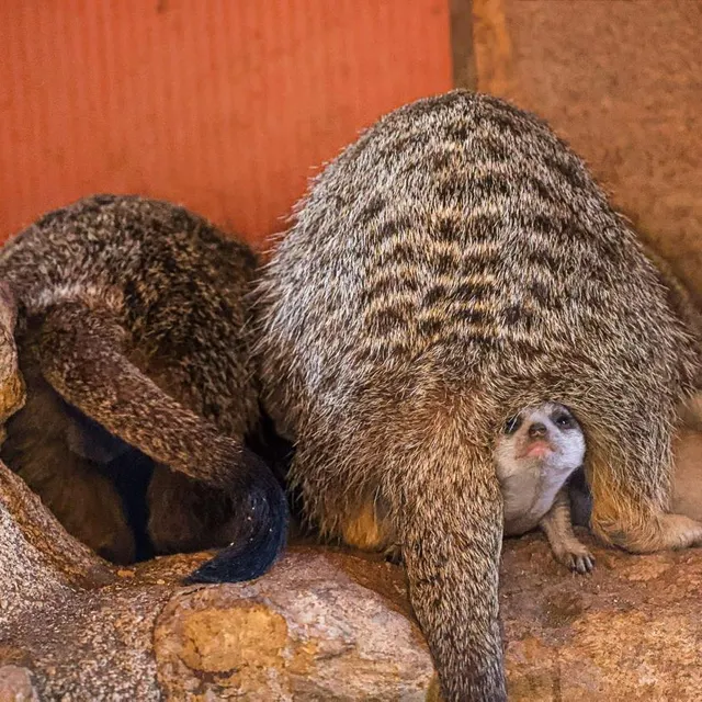 photo les premiers bébés suricates sont nés au bioparc.  ©  cécile garans / bioparc