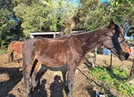 photo  la ddpp est venue contrôler les écuries de la sauzaie à brétignolles-sur-mer pour des signalements de chevaux amaigris. 