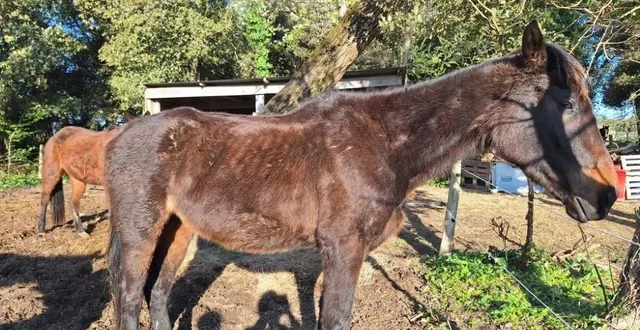 photo  la ddpp est venue contrôler les écuries de la sauzaie à brétignolles-sur-mer pour des signalements de chevaux amaigris.  &copy;  association stéphane lamart 