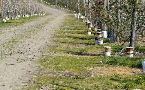 photo  les systèmes pour lutter contre le gel dans les vergers sont multiples : l’un d’eux, consiste en de « grosses bougies ».  &copy;  archives le maine libre - yvon loué 