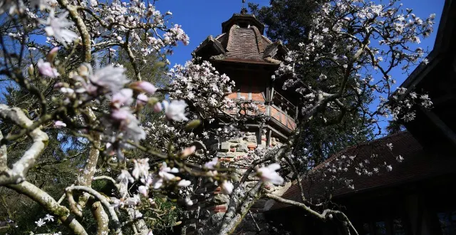 photo  maulévrier, parc oriental. jusqu’au 31 mars, le jardin japonais célèbre le fabuleux spectacle des cerisiers en fleurs.  &copy;  archives co - josselin clair 