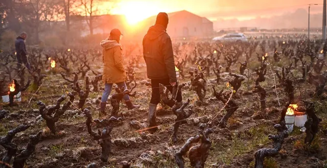 photo  en 2021, le gel avait causé des dégâts considérables sur les vignes, mais aussi dans les vergers, provoquant, selon le ministre de l’agriculture de l’époque julien denormandie, « la plus grande catastrophe agronomique du début de siècle ». ici, dans le vignoble du muscadet.  &copy;  archives ouest-france/ franck dubray. 