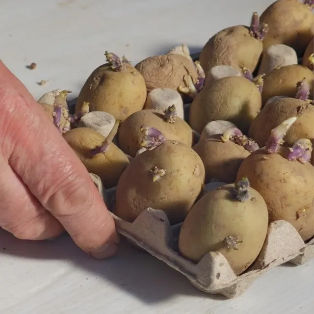 photo les tubercules sont installés dans une cagette 4 à 6 semaines avant la plantation.  ©  image verte