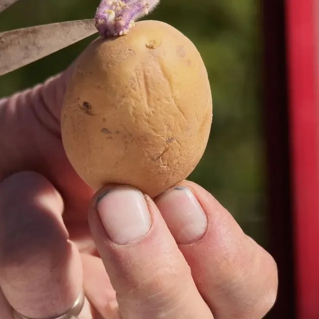 photo les germes ne doivent pas dépasser les 1 à 2 cm.  ©  image verte