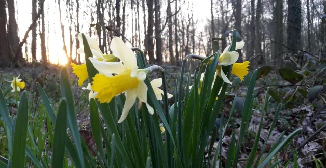 photo  les jonquilles peuvent être cueillies en quantité raisonnée et raisonnable.  &copy;  le gall erell 