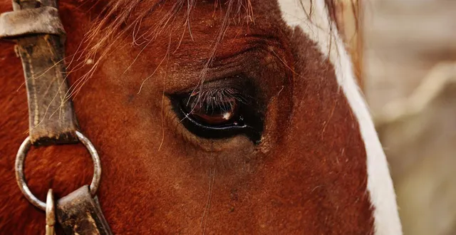 photo  une plainte a été déposée après la mort d’un cheval présentant des traces de mutilation, dans l’aude. photo d’illustration.  &copy;  alexas_fotos / pixabay 