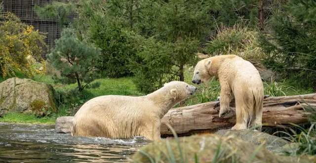 photo  quintana (à gauche) a quitté aron au zoo de la flèche pour rejoindre le parc monde sauvage en belgique.  &copy;  archives zoo de la flèche 