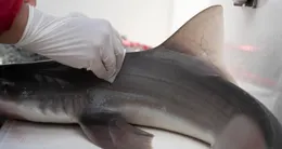 Info insolite  des traces de caféine, de médicaments et de cocaïne ont été retrouvées dans l’organisme de requins aux bahamas. photo d’illustration. 