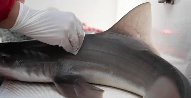 photo  des traces de caféine, de médicaments et de cocaïne ont été retrouvées dans l’organisme de requins aux bahamas. photo d’illustration.  &copy;  kévin guyot / archives ouest-france 