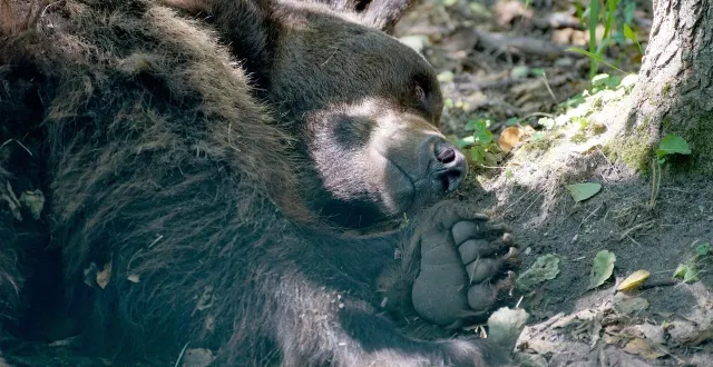 photo  une association alerte sur la présence d’un ours proche d’un sentier en ariège. photo d’illustration.  &copy;  makabera / pixabay 