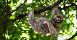 photo quiz. saurez-vous reconna�tre ces animaux en photo ?