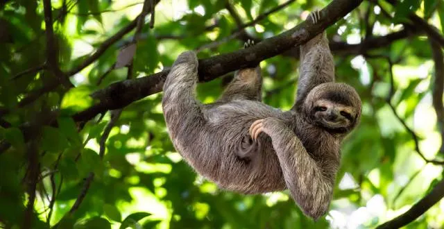 photo info quiz. Saurez-vous reconnaître ces animaux en photo ?
