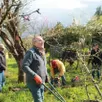 photo  au premier plan, bernard nicolas accompagne les bénévoles, fidèles à ce rendez-vous, qui s’affairent à la taille des arbres dans le parc du madrigal. 
