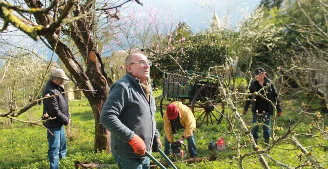 photo  au premier plan, bernard nicolas accompagne les bénévoles, fidèles à ce rendez-vous, qui s’affairent à la taille des arbres dans le parc du madrigal.  &copy;  le maine libre 