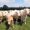 photo  un foyer de tuberculose bovine a été détecté à bréel, un des huit villages d’athis val de rouvre. l’élevage compte 350 animaux, principalement des blondes d’aquitaine. 