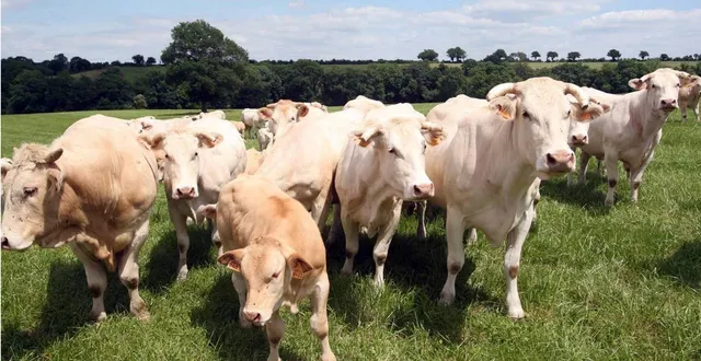 photo  un foyer de tuberculose bovine a été détecté à bréel, un des huit villages d’athis val de rouvre. l’élevage compte 350 animaux, principalement des blondes d’aquitaine.  &copy;  archvives marc roger 